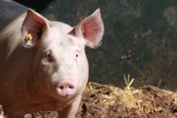 /album/fermelagrandefontaine/colis-porc-1-jpg/